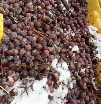 frozen-grapes