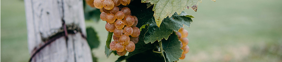 grapes in hands