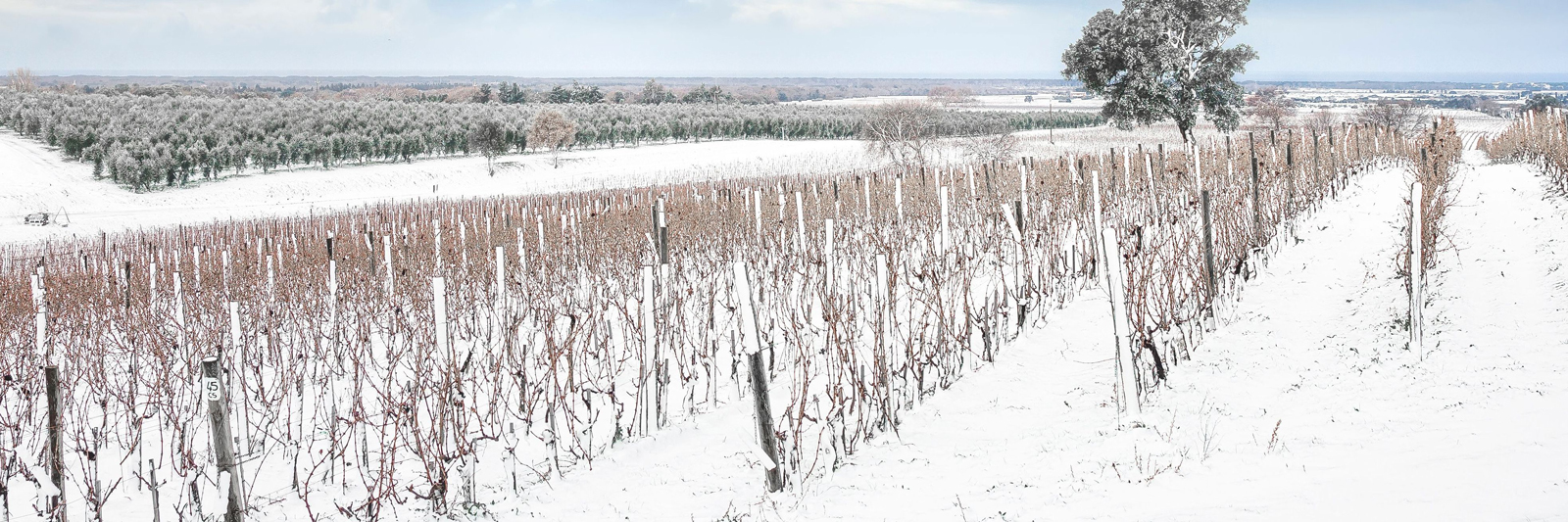 winter in vineyards