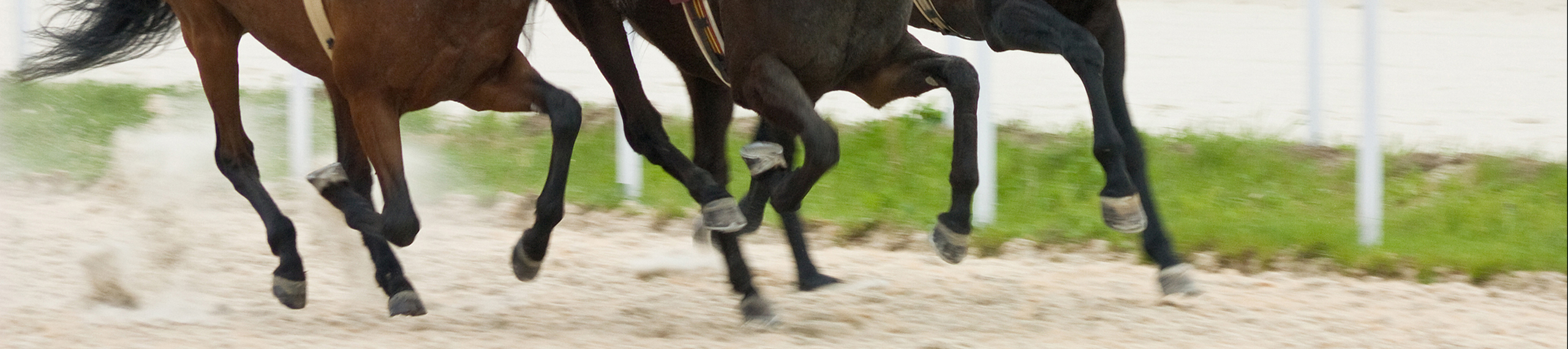 horses running